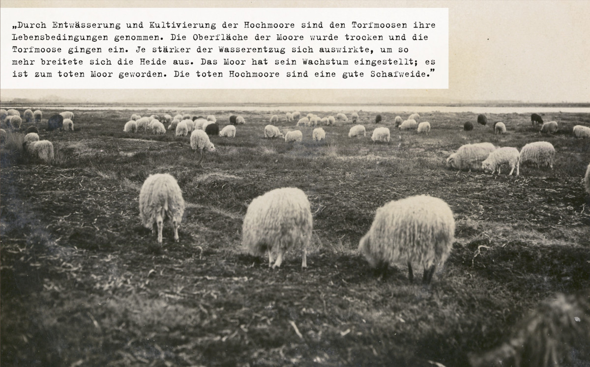 „Schafherde, Wietingsmoor” (1926).