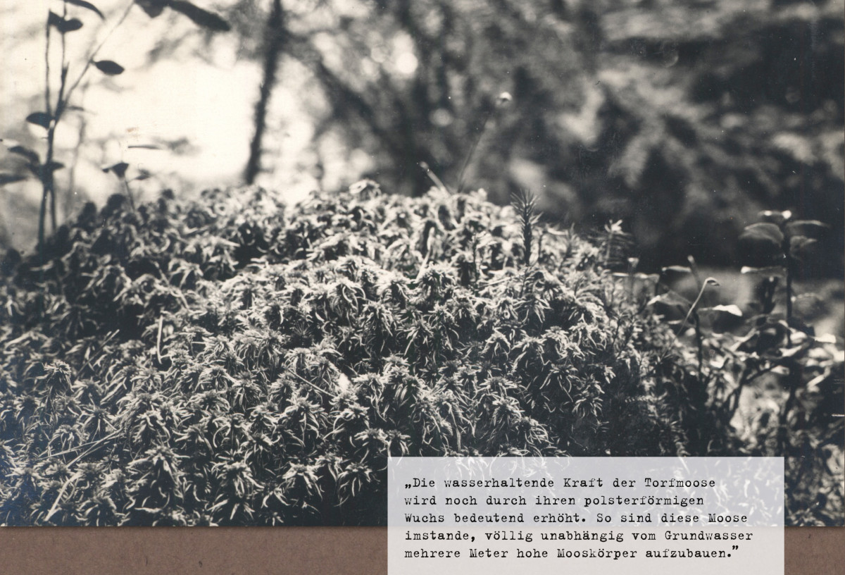 „Torfmoosbult, Nechtelser Moor” (1933).