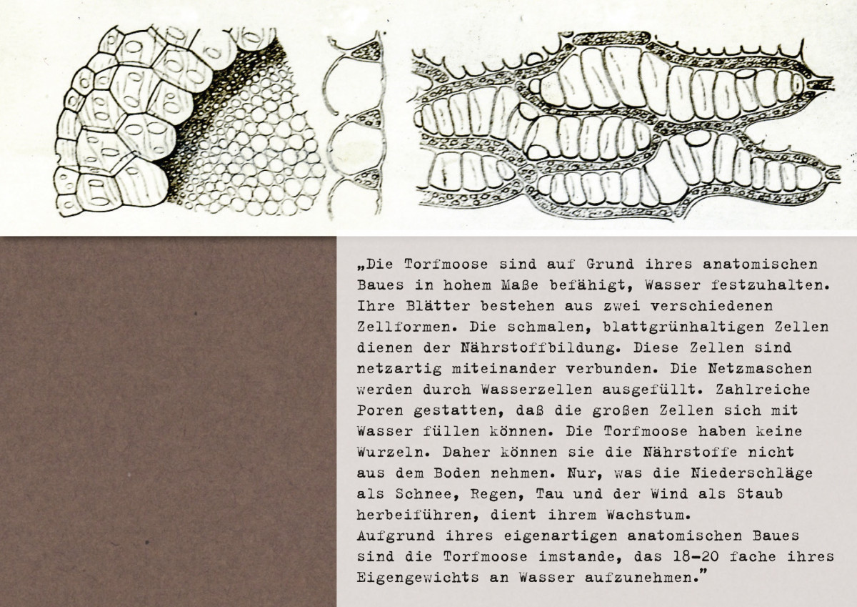 „Bau der Torfmoose”