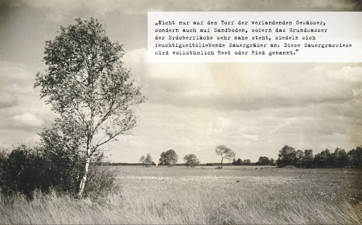 „Sauergraswiese, Sulinger Bruch” (1927).