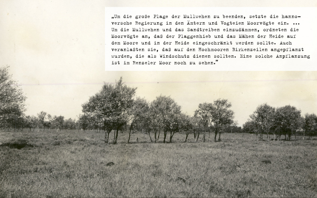 „Birkenzeilen auf dem Moor, Renzel” (1932).