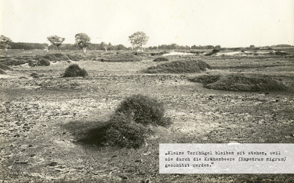 „Ausgewehter Torf mit Resthügel, Rathlosen” (1929).