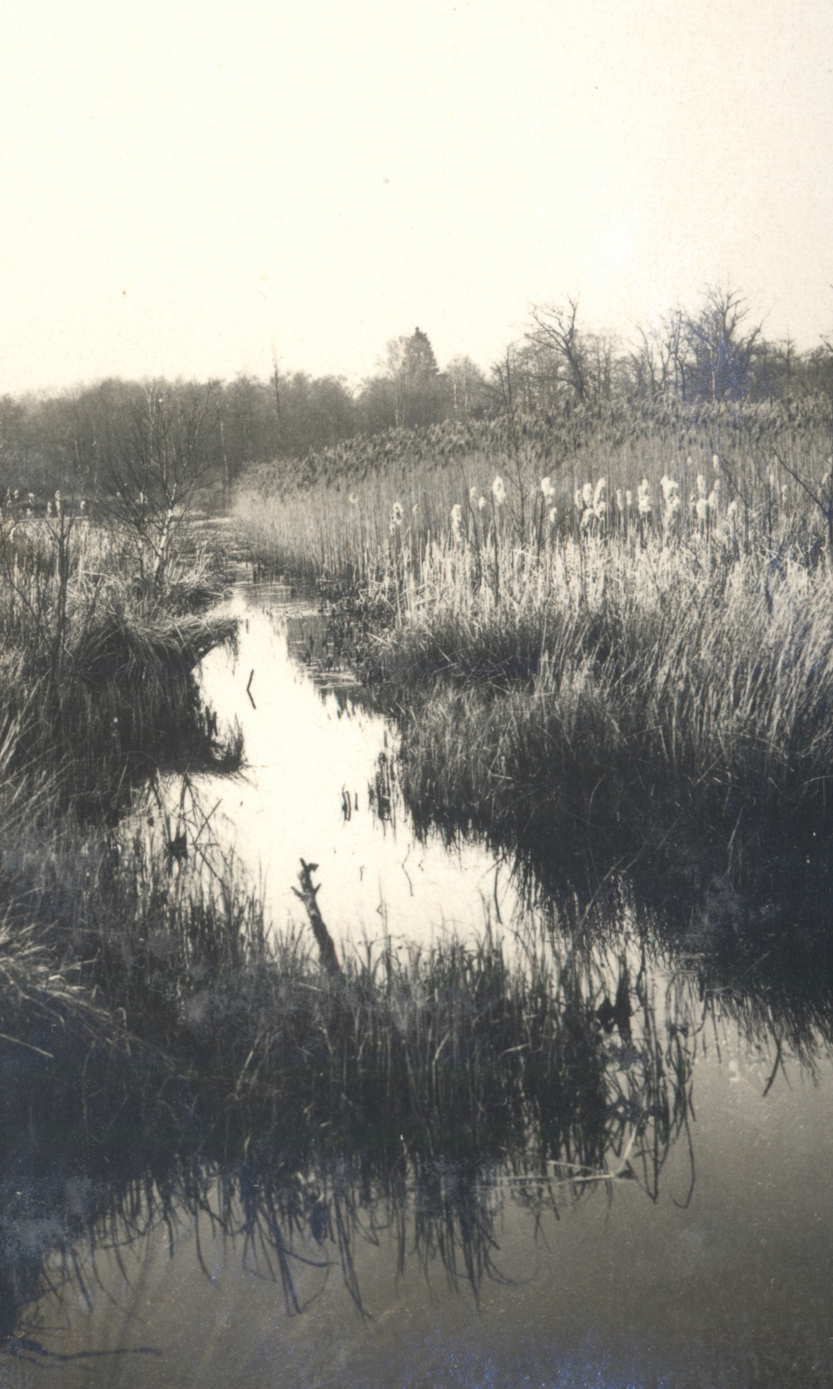 „Moor mit Rohrkolben” (1931). 