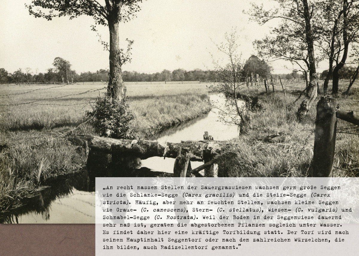 „Sauergraswiese und Weide, Sulinger Bruch” (1927).