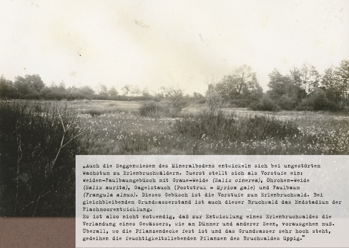 „Poststräucher als Vorstufe zum Erlenbruch, Sulinger Bruch” (1927).