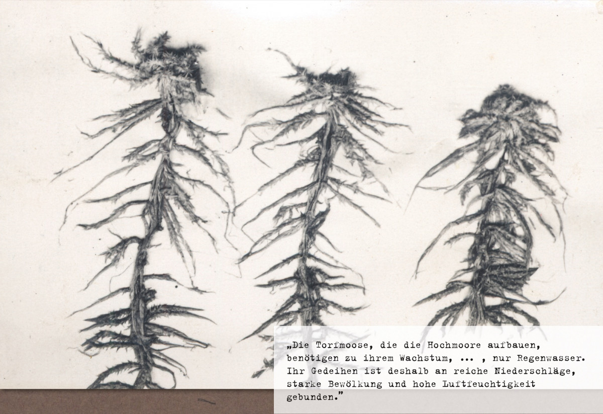 „Torfmoos (Sphagnum teres)” (1933).